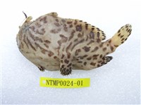 藏品(條紋躄魚)的圖片